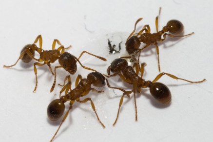 Уничтожение муравьев   в Истре 