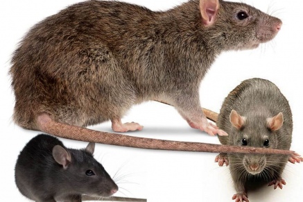 Уничтожение крыс в Истре 
