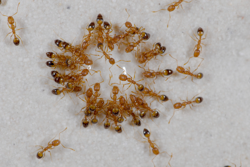 Уничтожение муравьев СЭС